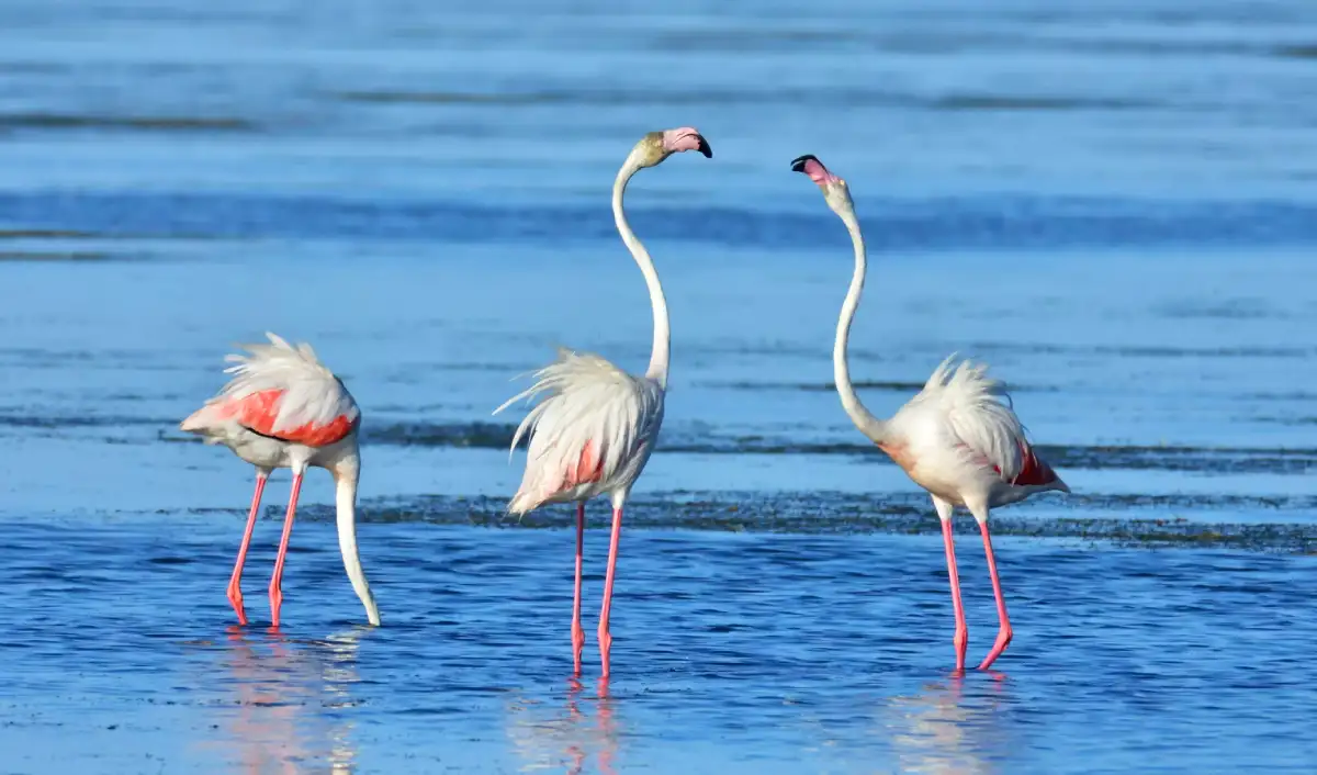 Delta del Ebro - vacaciones de Semana Santa por menos de 300€